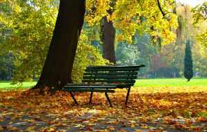 Autumn scene with a park bench and large trees