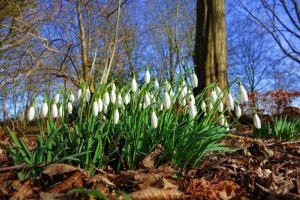 Photo of snowdrops, sunny blue sky trees in background